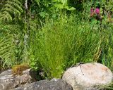 Juncus bufonius