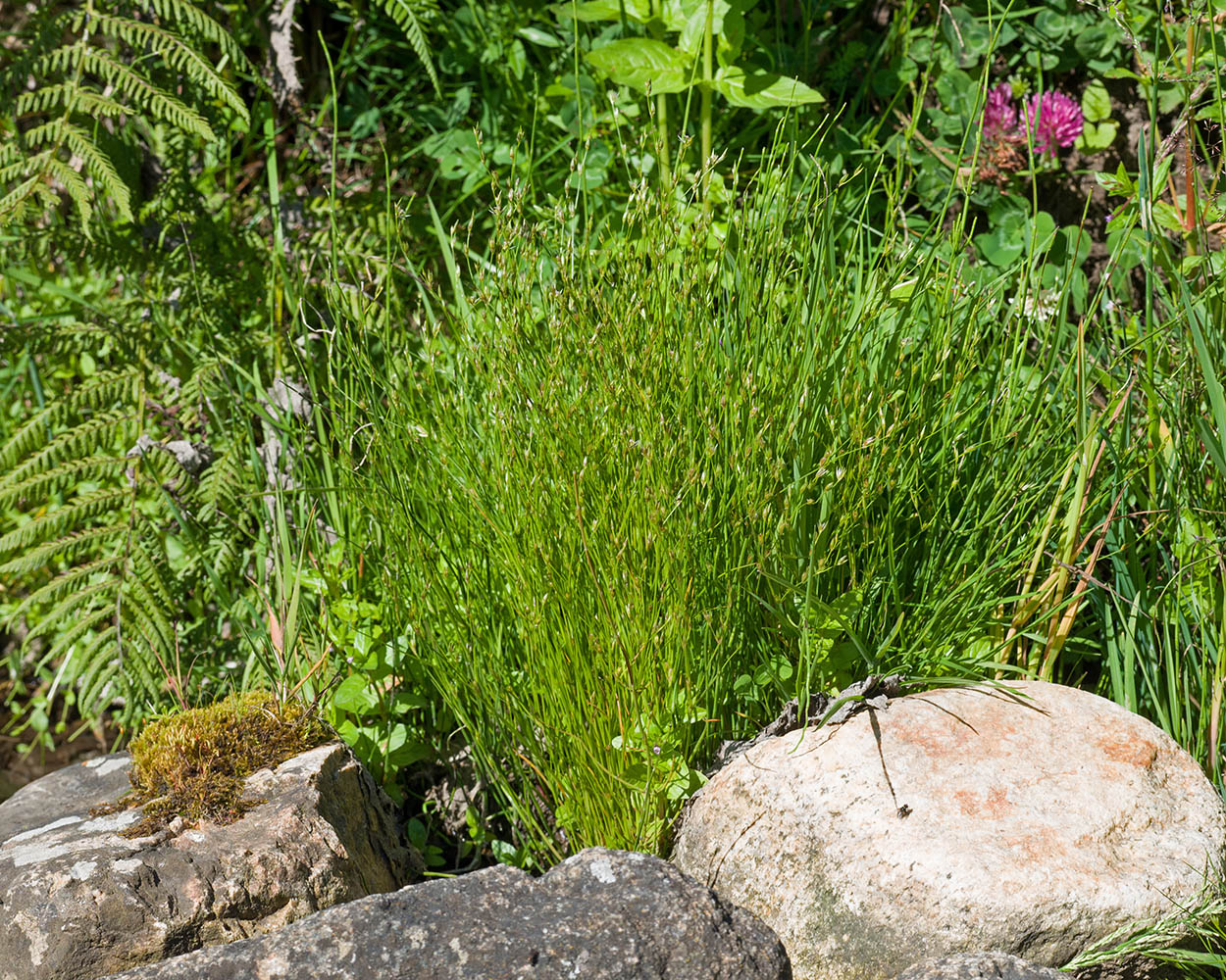 Image of Juncus bufonius specimen.