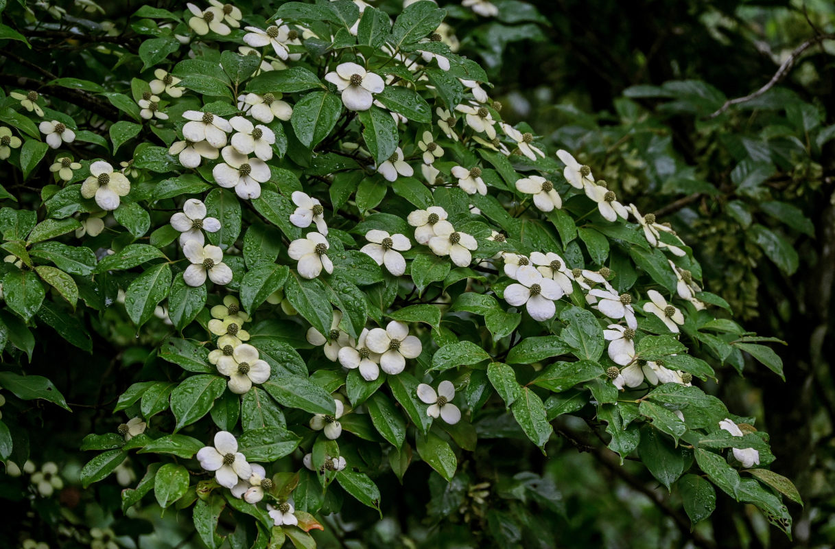 Image of Cynoxylon capitatum specimen.