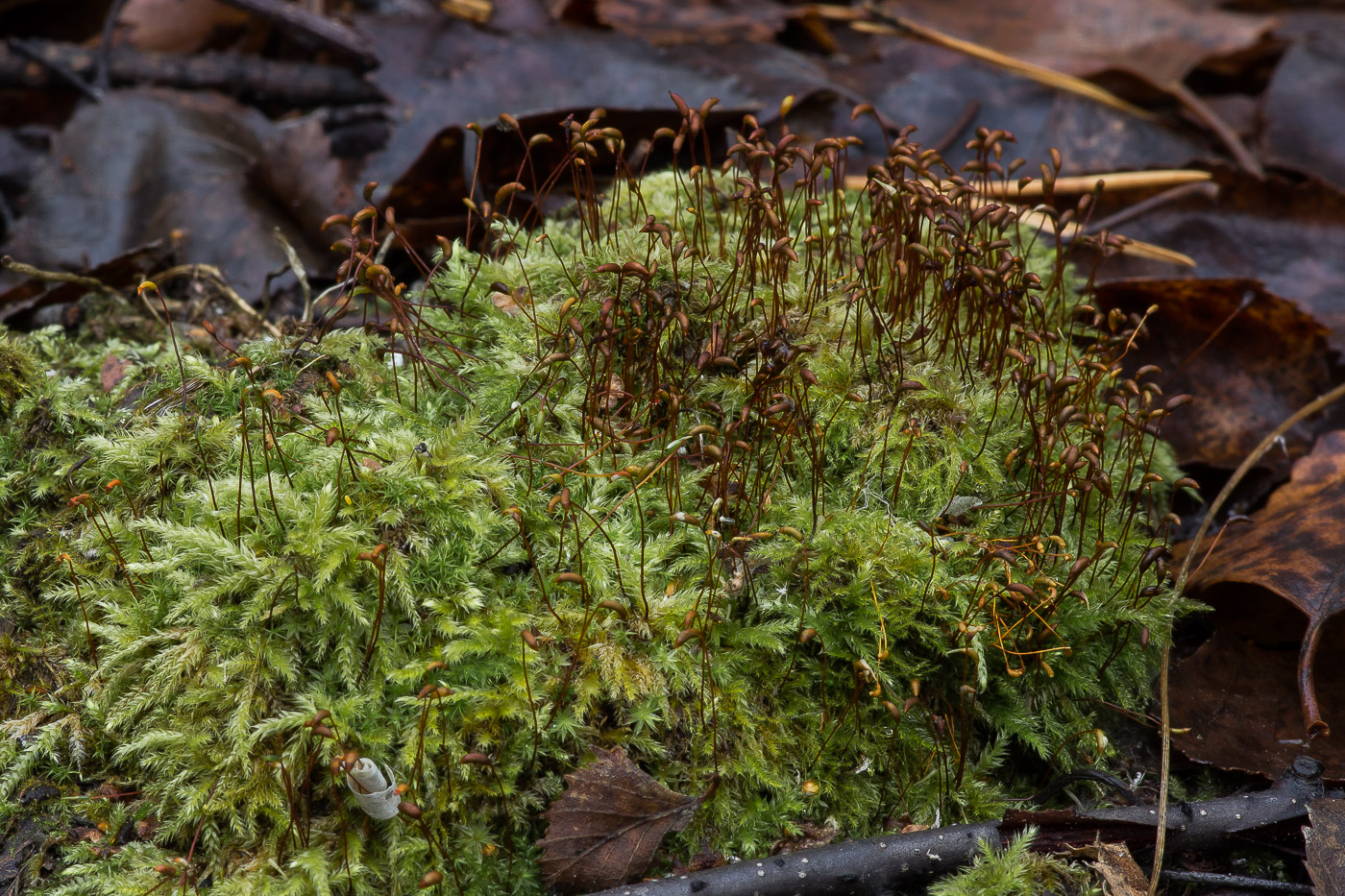 Image of familia Brachytheciaceae specimen.