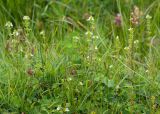 Euphrasia hirtella