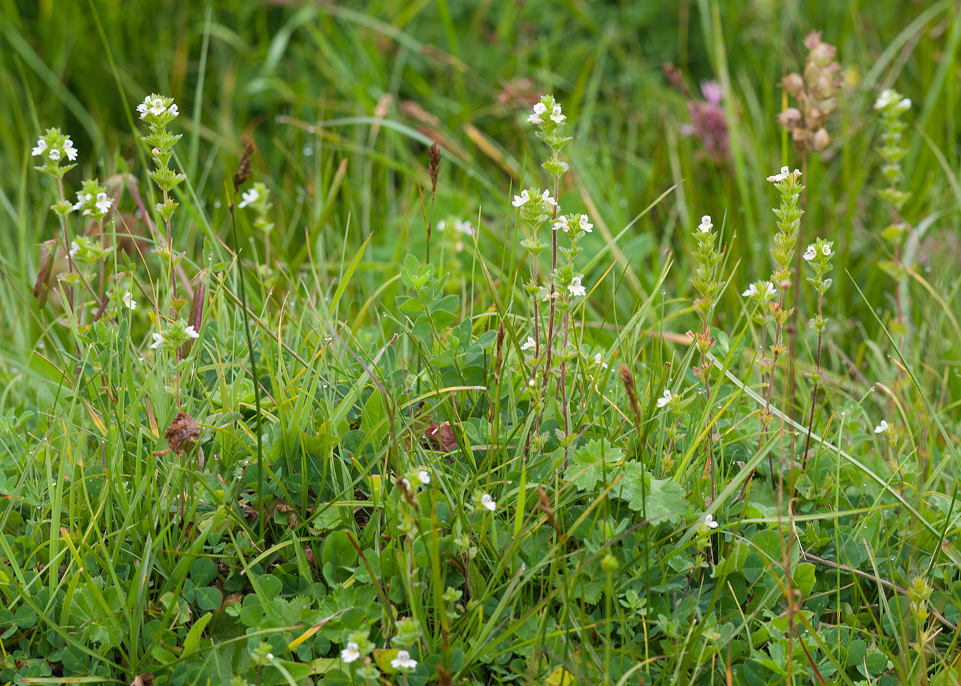 Image of Euphrasia hirtella specimen.