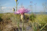 Смотреть изображение Centaurea odessana