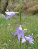 Campanula rapunculus