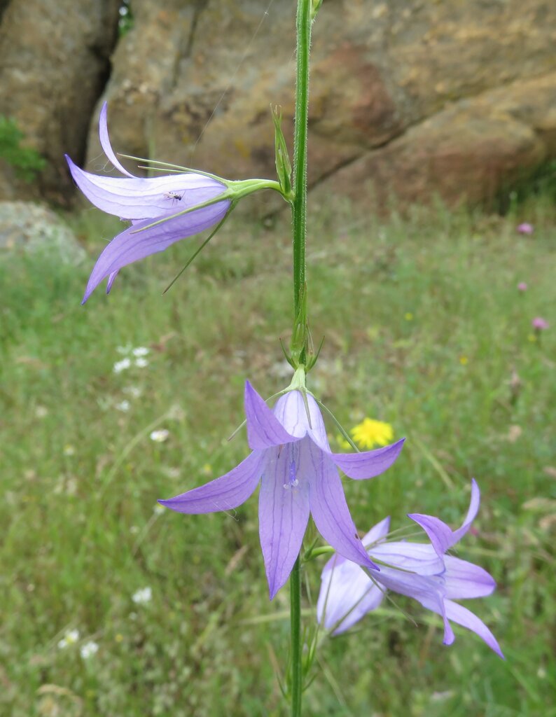 Image of Campanula rapunculus specimen.