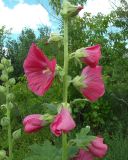 Alcea rosea