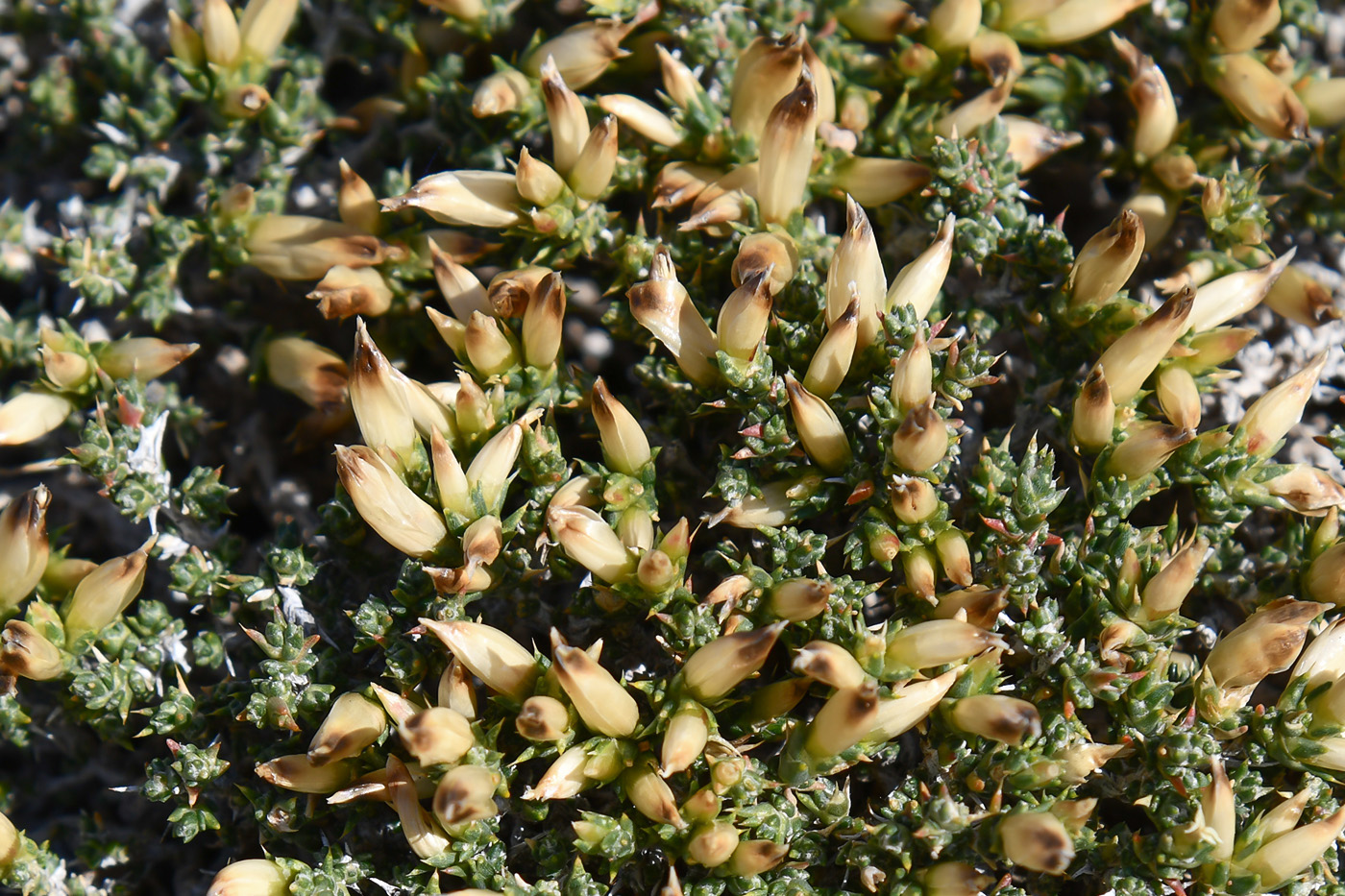 Image of Nanophyton iliense specimen.