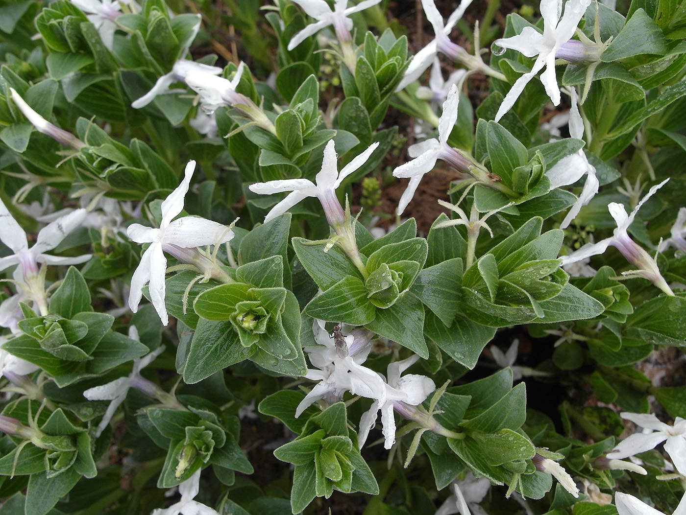 Image of Vinca erecta specimen.
