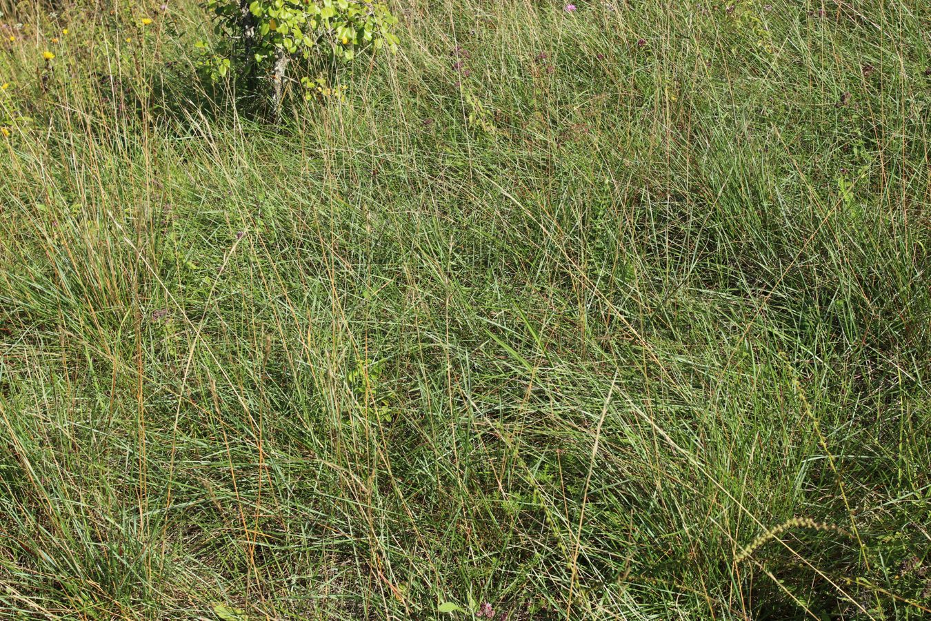 Изображение особи Helictotrichon pratense.