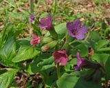 Pulmonaria obscura