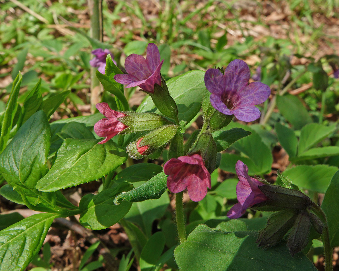 Image of Pulmonaria obscura specimen.