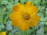 Смотреть изображение Trollius dschungaricus
