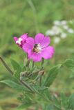 View full-size image Epilobium hirsutum