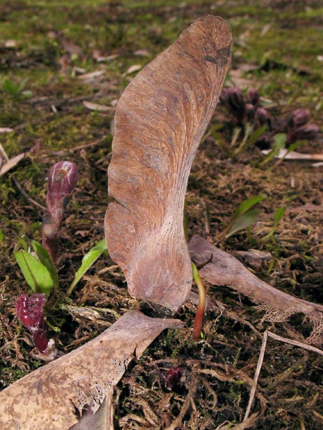 Image of Acer platanoides specimen.