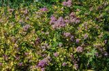 View full-size image Spiraea japonica