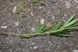 View full-size image Lathyrus cyaneus