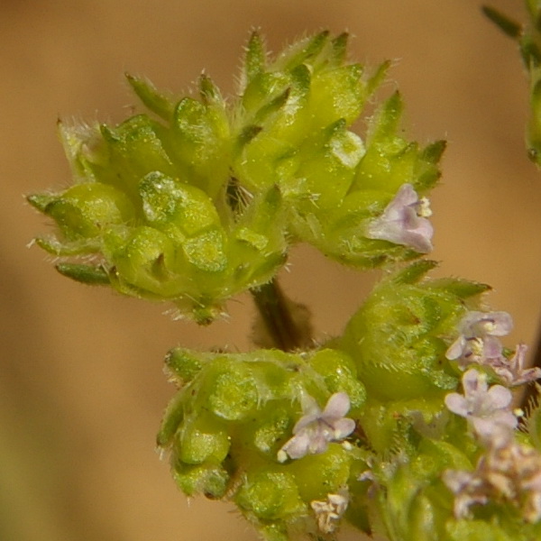 Изображение особи Valerianella pumila.