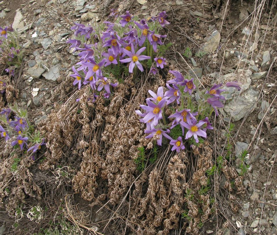 Изображение особи Pulsatilla usensis.