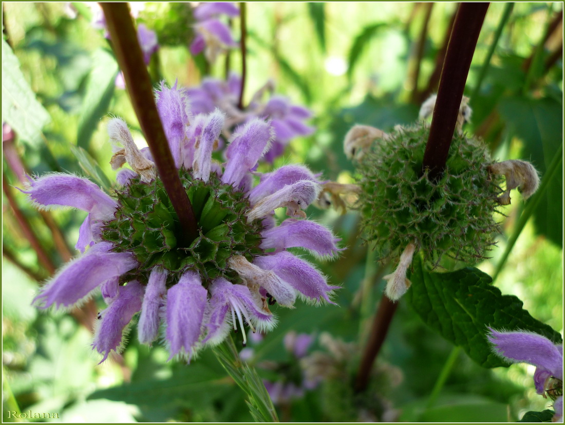 Изображение особи Phlomoides tuberosa.