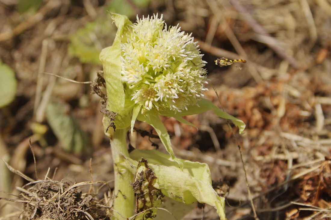 Image of Petasites albus specimen.