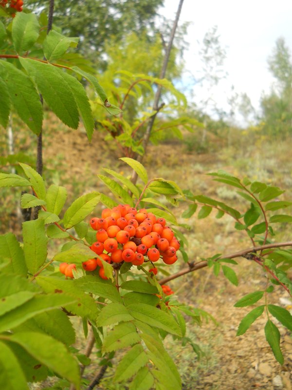 Image of Sorbus sibirica specimen.