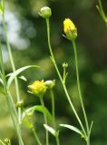 Coreopsis tripteris