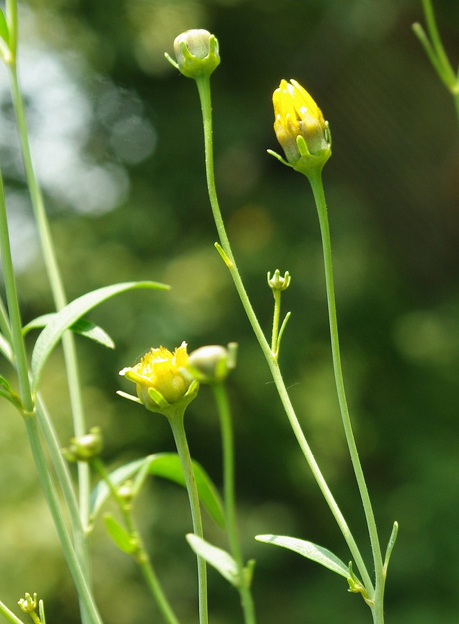 Image of Coreopsis tripteris specimen.