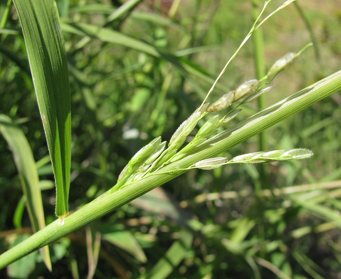 Изображение особи Leersia oryzoides f. inclusa.