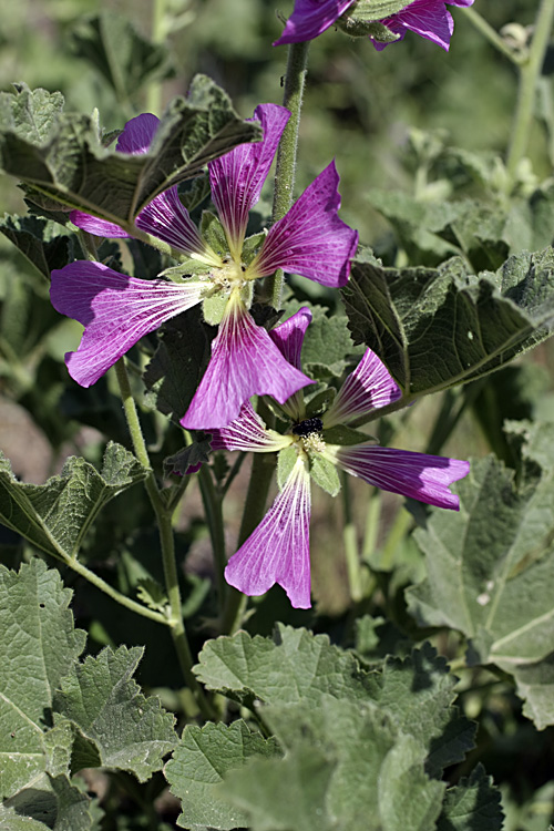 Изображение особи Alcea baldschuanica.