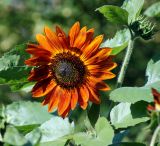 Helianthus annuus. Верхушка цветущего растения (декоративная форма \"Красный подсолнух\"). Московская обл., Раменский р-н, окр. дер. Хрипань, садовый участок. 24.07.2011.