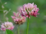 Trifolium hybridum. Соцветие. Московская обл., Раменский р-н, Хрипань, луг. 14.09.2003