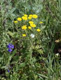 Anthemis tinctoria