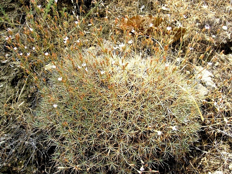 Image of Acantholimon strictum specimen.