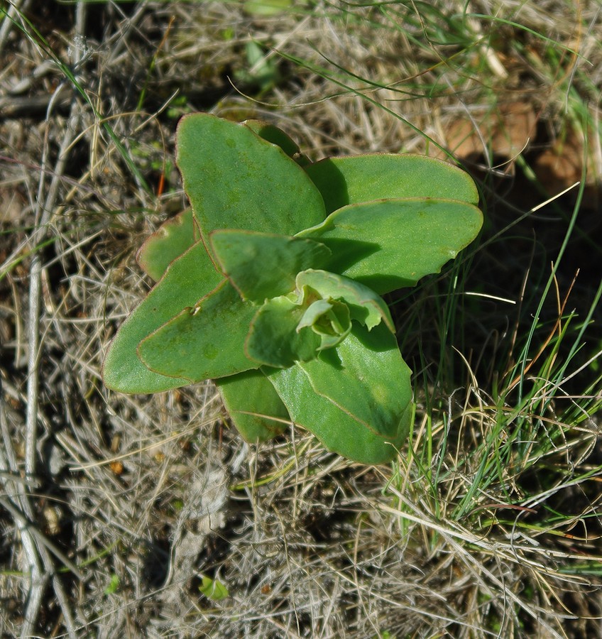 Image of genus Hylotelephium specimen.