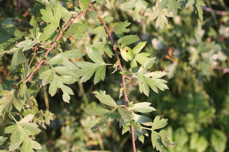 Image of Crataegus rhipidophylla specimen.