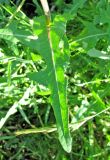 Sonchus arvensis ssp. uliginosus