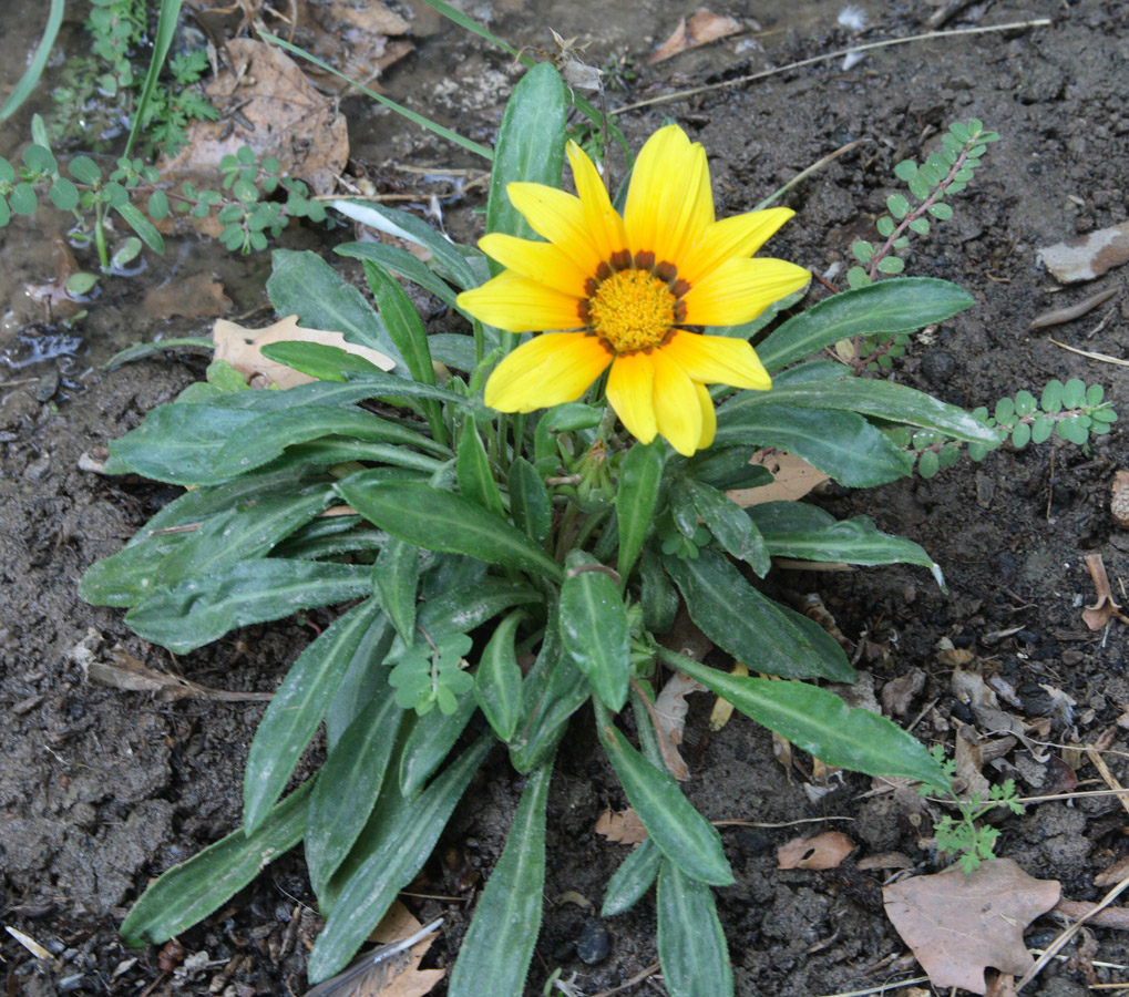 Изображение особи род Gazania.