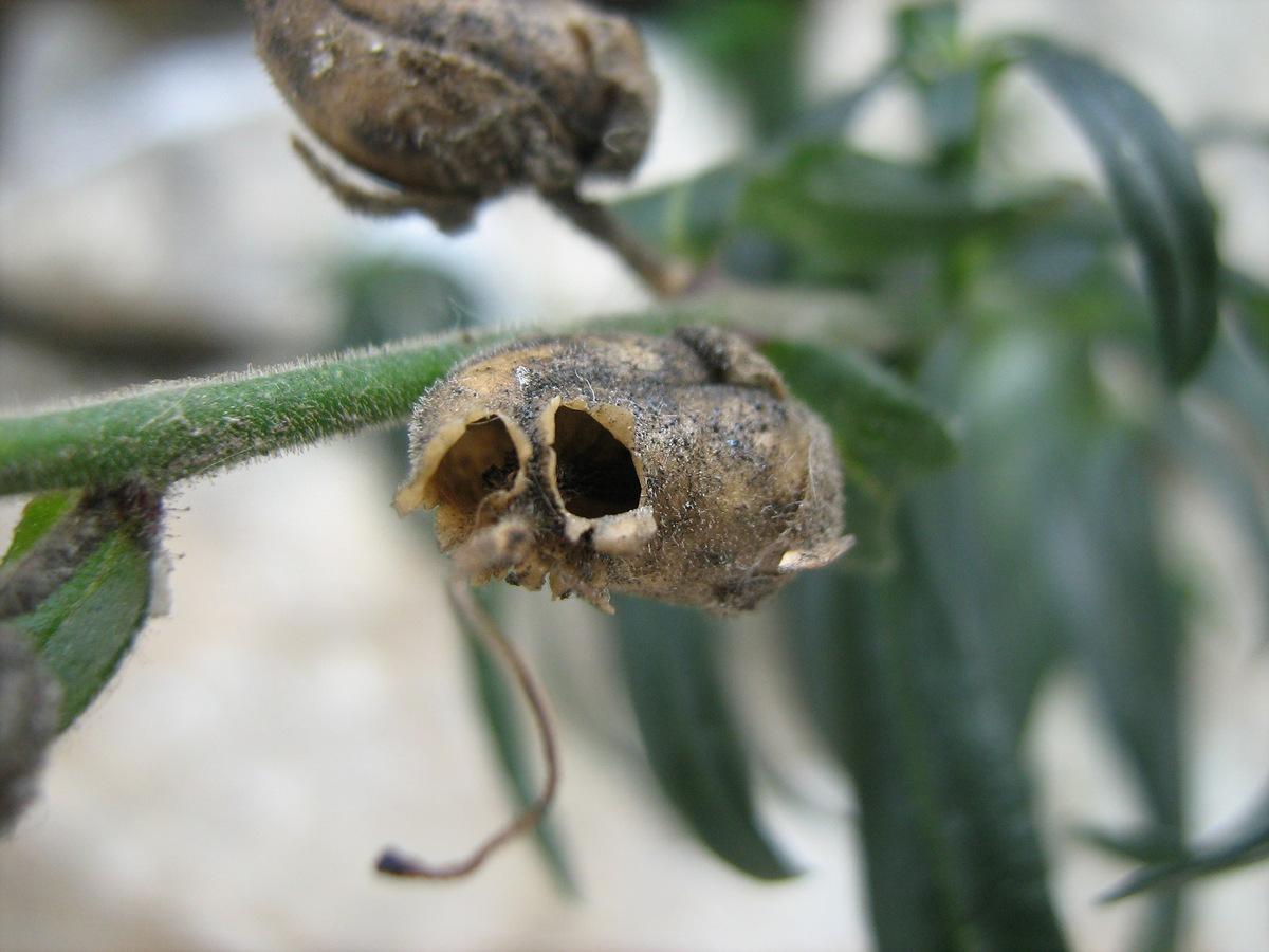 Изображение особи Antirrhinum majus.