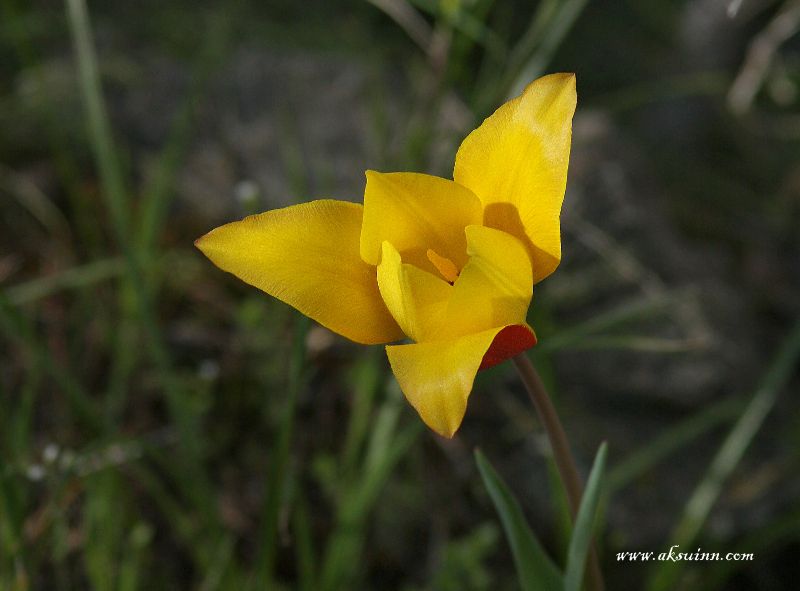 Image of Tulipa zenaidae specimen.