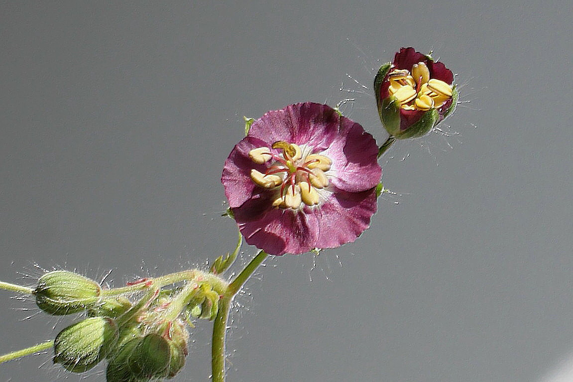 Изображение особи Geranium phaeum.