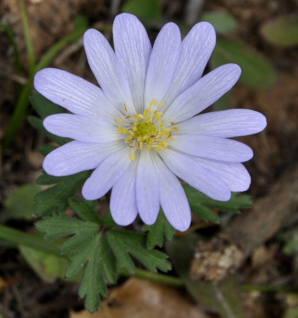 Image of Anemone blanda specimen.