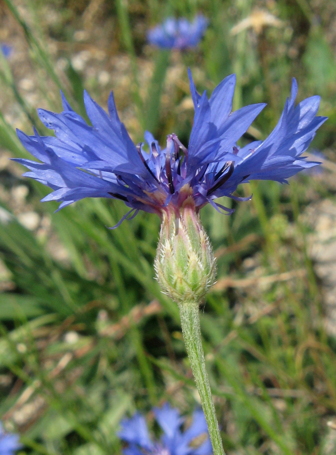 Image of Centaurea cyanus specimen.