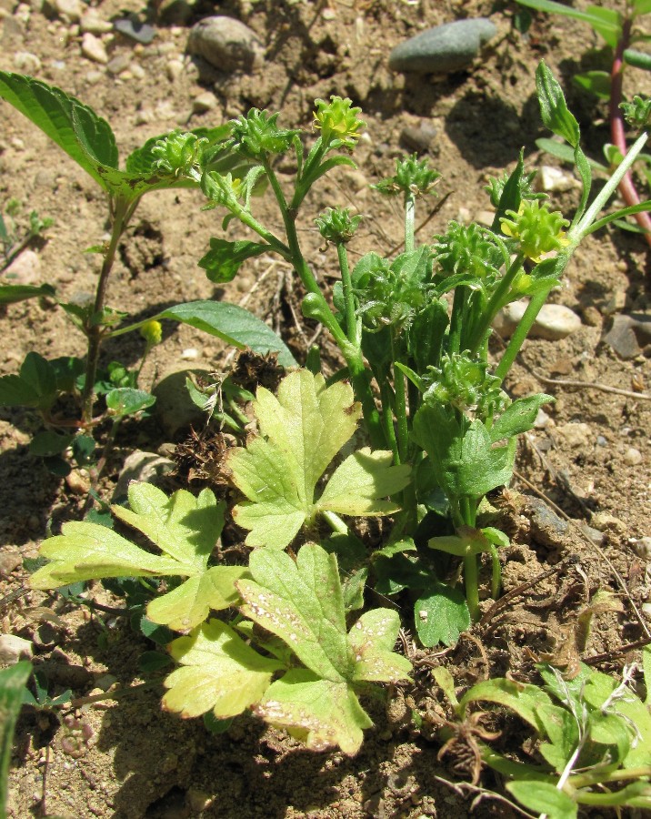 Изображение особи Ranunculus muricatus.