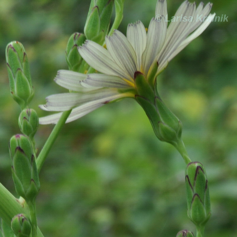 Image of Lactuca indica specimen.