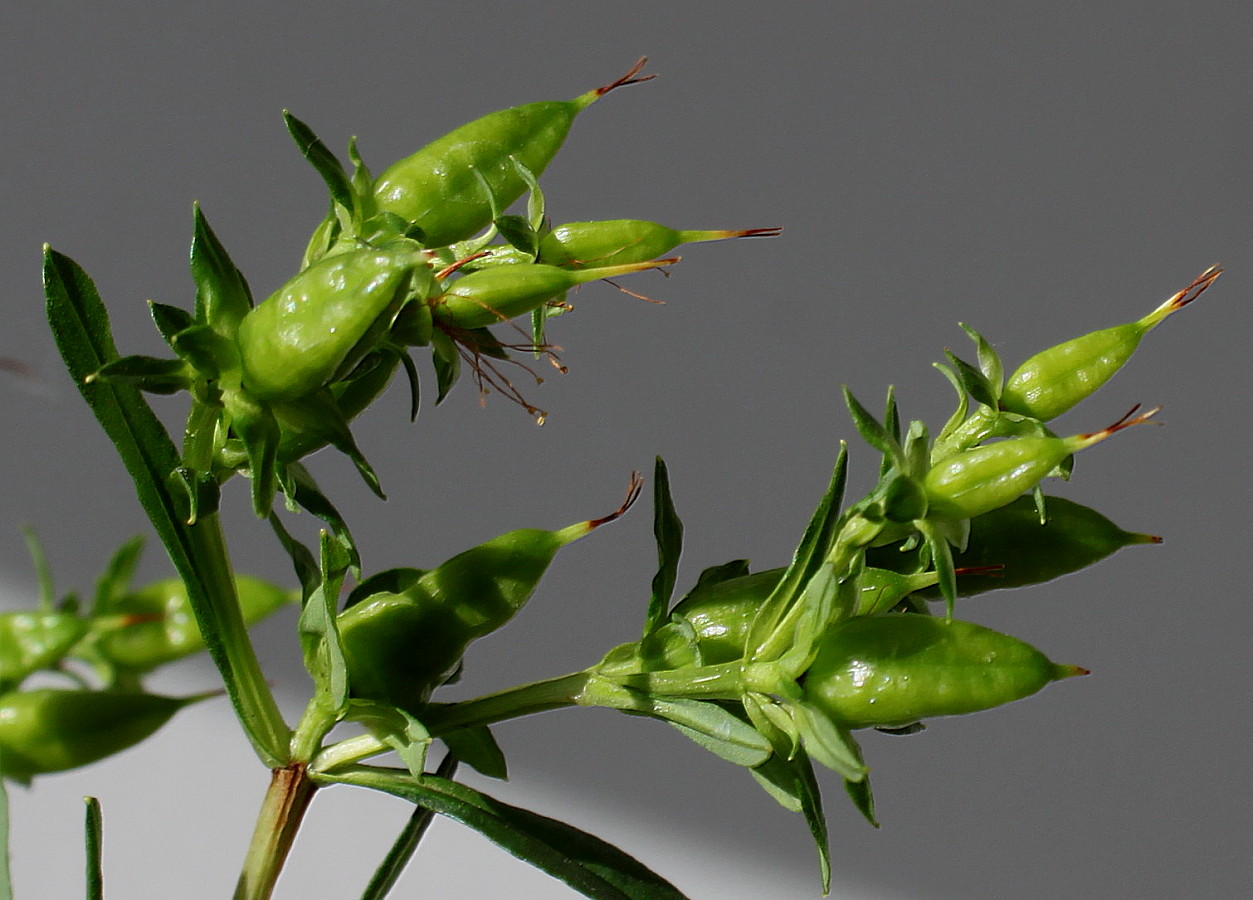 Image of genus Hypericum specimen.