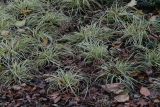 Carex hachijoensis. Вегетирующие растения ('Evergold'), высаженные в открытый грунт в марте. Германия, г. Кемпен, в парке. 16.11.2012.