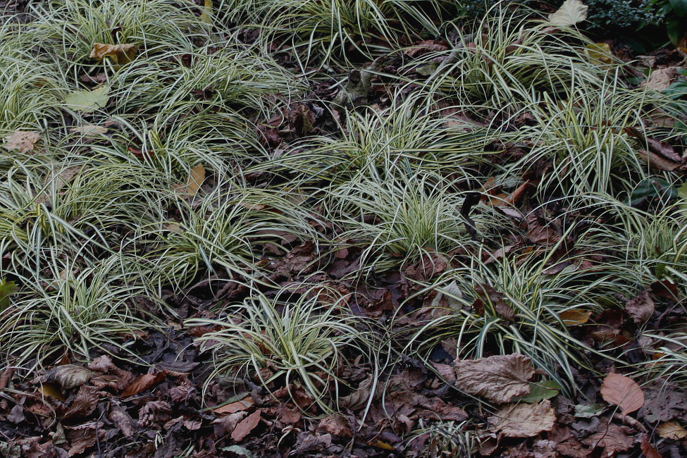 Изображение особи Carex hachijoensis.