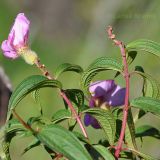 familia Melastomataceae. Побеги с цветками. Индия, горы Кумаон, Binsar Wildlife Sanctuary, штат Уттараканд. 25.09.2012.