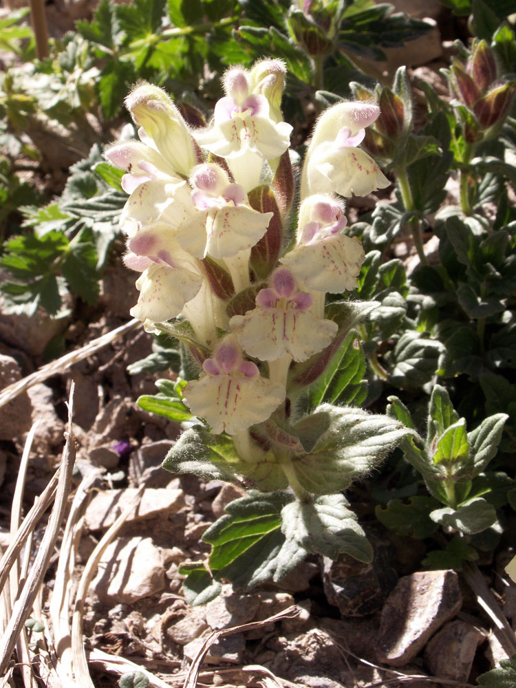 Image of Scutellaria oligodonta specimen.