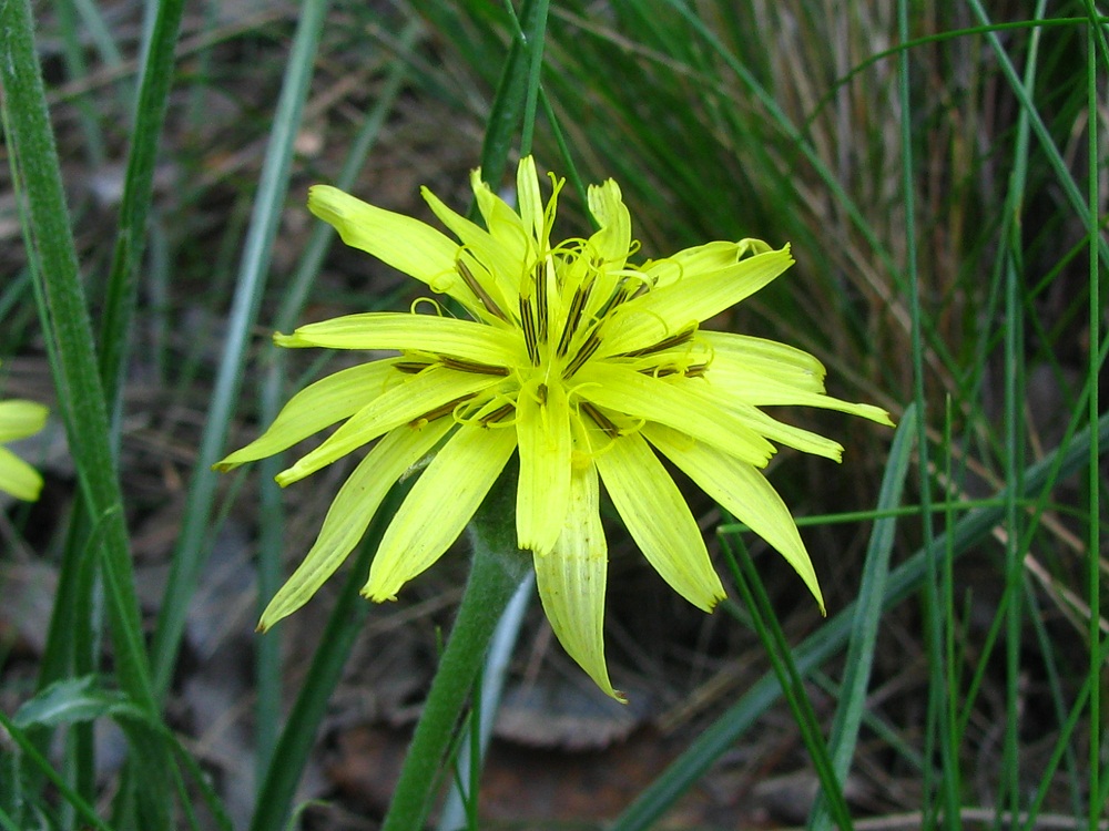 Image of Scorzonera mollis specimen.